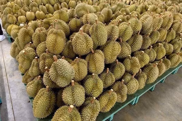 Giá sầu riêng tăng giá mạnh, đã vượt mốc 200.000 đồng/kg.