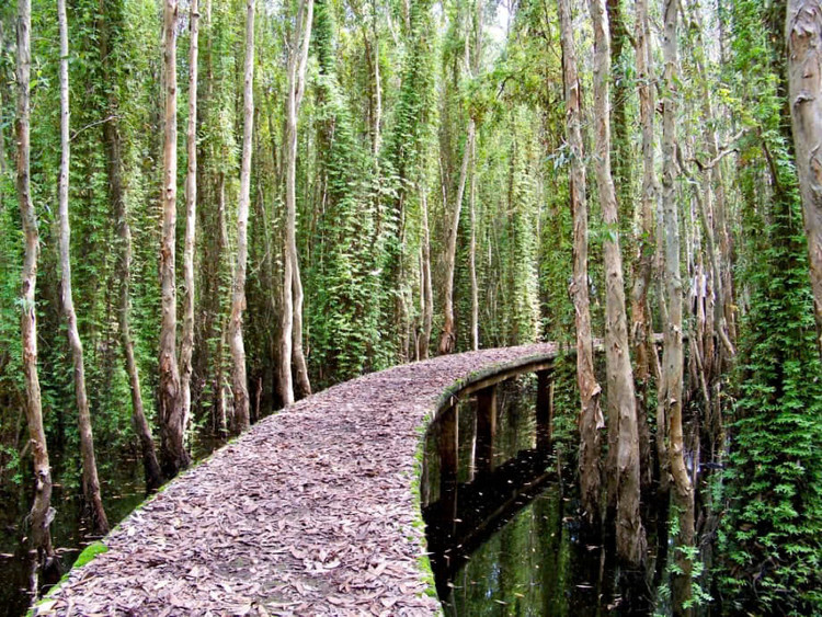 Đường đan xuyên rừng tràm 5km, độc đáo đẹp như tranh vẽ (Ảnh: Page Du lịch làng nổi Tân Lập).