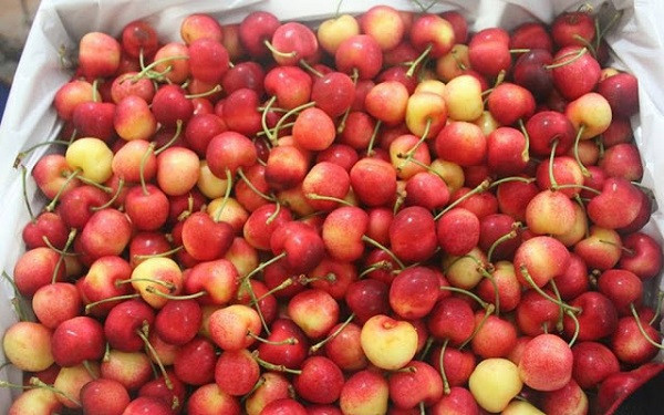 Táo cherry có màu sắc và hình dáng bắt mắt. Táo cherry có màu sắc và hình dáng bắt mắt.
