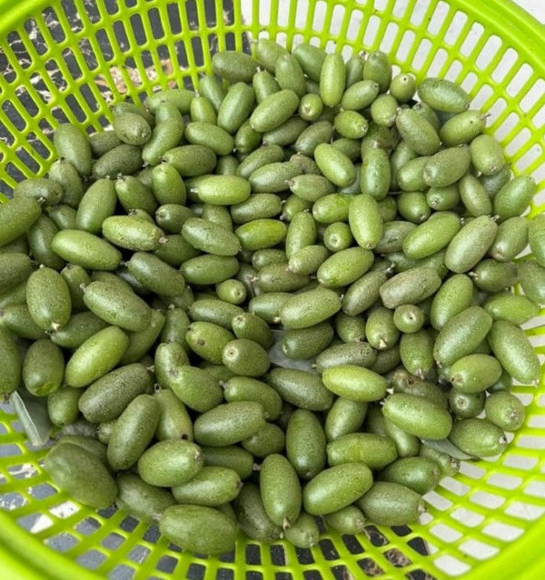 Nhót xanh đang được rao bán với giá từ 300.000 - 430.000 đồng/kg.