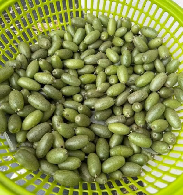 Nhót xanh đang được rao bán với giá từ 300.000 - 430.000 đồng/kg.