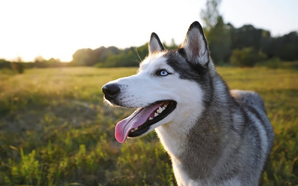 Chó Husky.