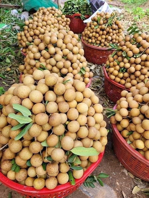 Giá nhãn giảm do nguồn cung dồi dào.