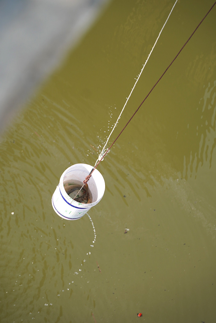 Với những con cá to, để thả xuống cũng khá vất vả và nguy hiểm vì có thể sẽ mất đà.