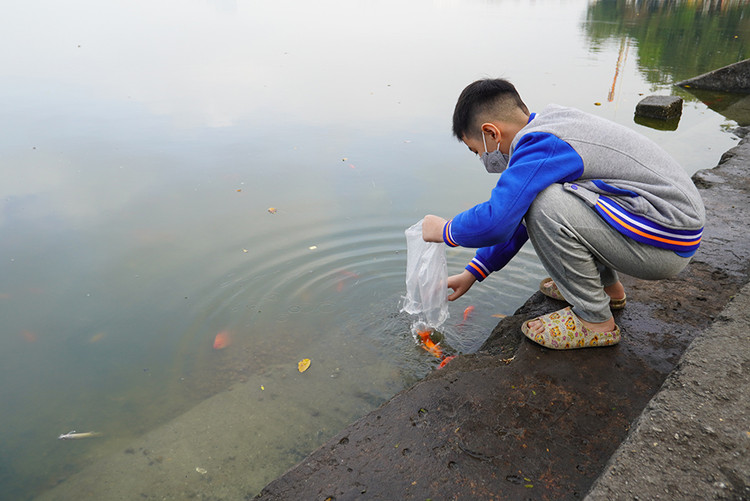 Em Hoàng Văn Hiếu, nhà ở quận Đống Đa được bố cho trực tiếp thả cá xuống hồ.