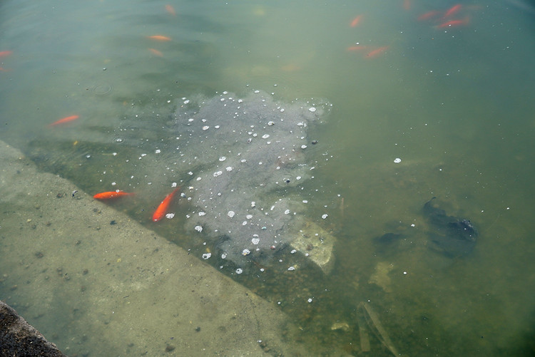 Những năm gần đây, ý thức người dân đã không vứt trực tiếp túi ni lon xuống hồ, nhưng nước hồ vẫn đục màu tro.