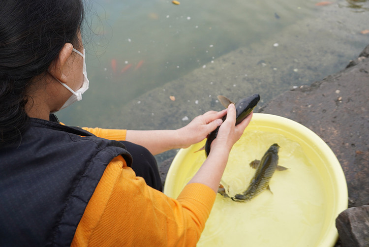 Theo quan niệm truyền thống, cá chép được thả phải khỏe mạnh, có đủ ba con để đưa cả ba vị thần.