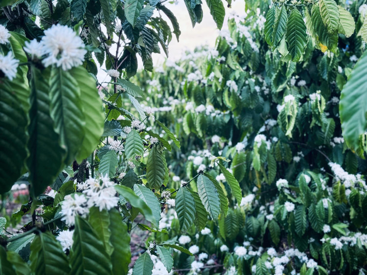 Hoa cà phê ở Tây Nguyên nở rộ hút du khách. Ảnh: LQT