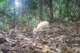 Dat bay anh, bat ngo phat hien 