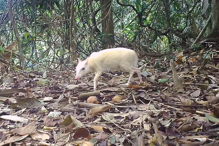 Dat bay anh, bat ngo phat hien 