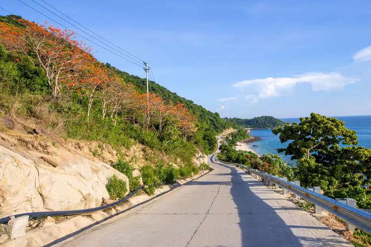 Hoa ngô đồng nở rộ trên cung đường ven biển tại hòn Lao, đảo lớn nhất của Cù Lao Chàm. Ảnh: Lê Huy Tuấn.