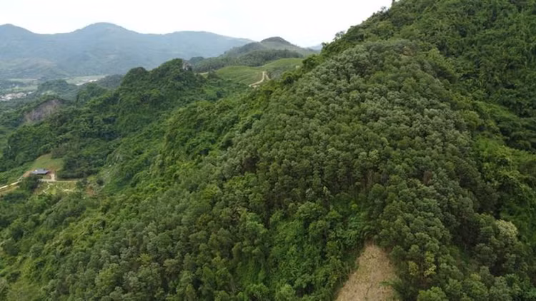 Một góc khu đất trồng rồng rừng sản xuất, cây lâu năm, cây ăn quả của người dân phường Kỳ Sơn nằm trong Giấy chứng nhận Quyền sử dụng đất của hộ ông H. Một góc khu đất trồng rồng rừng sản xuất, cây lâu năm, cây ăn quả của người dân phường Kỳ Sơn nằm trong Giấy chứng nhận Quyền sử dụng đất của hộ ông H.