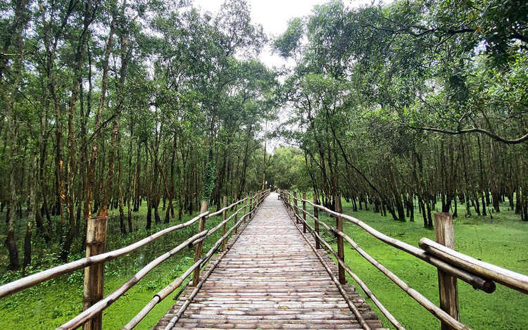 Một đoạn cầu tre trong rừng tràm. Ảnh: Linh Hương.