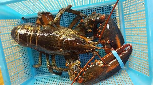 Tôm hùm nhập khẩu được rao bán tràn ngập trên thị trường