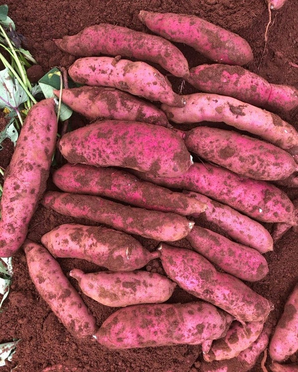 Ảnh: Giá khoai lang ở Gia Lai 3.500 đồng/kg.