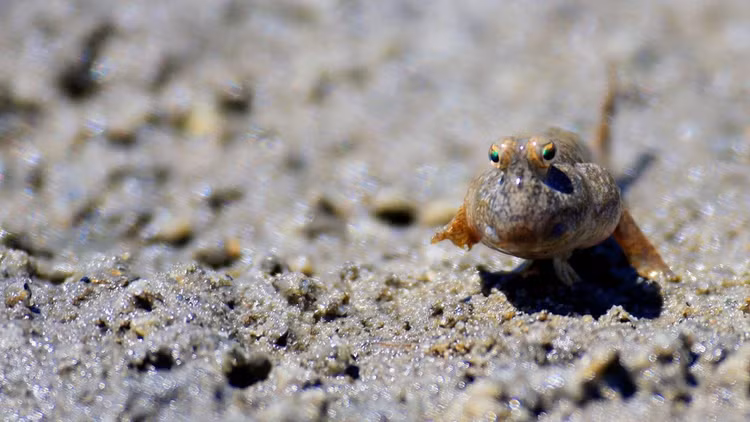 Loai ca biet chay nhay, leo cay, song lap di nhat Viet Nam-Hinh-4