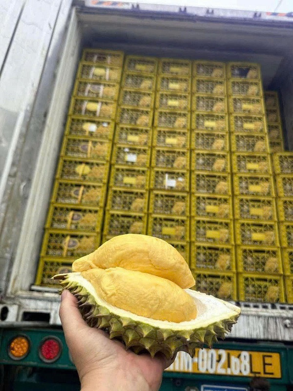 Trung Quốc kiểm tra 100% lô hàng sầu riêng nhập khẩu, khiến thời gian thông quan bị kéo dài, nhiều xe phải quay đầu bán xả hàng. Nguồn: IT