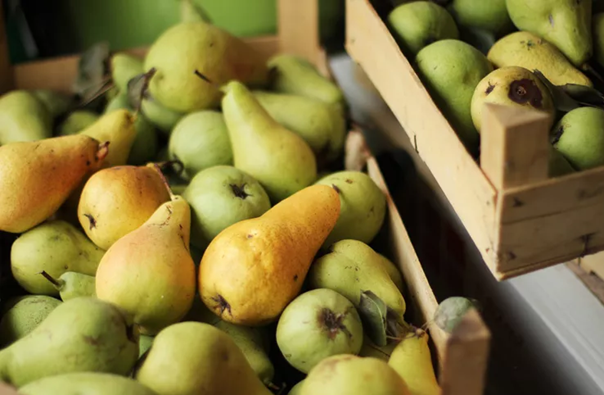 Lê là loại trái cây thơm ngon được nhiều người yêu thích - Ảnh: Tanjica perovic/ Getty Images