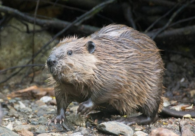 Ảnh minh họa. (Ctwant).