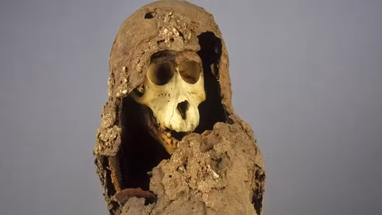 Xac uop quai di tiet lo vuong quoc huyen bi an minh giua Ai Cap