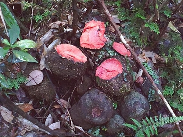 Củ nâu có giá trị dinh dưỡng và dược liệu rất tốt. Củ nâu có giá trị dinh dưỡng và dược liệu rất tốt.