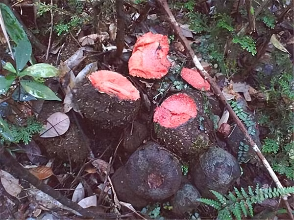 Củ nâu có giá trị dinh dưỡng và dược liệu rất tốt.