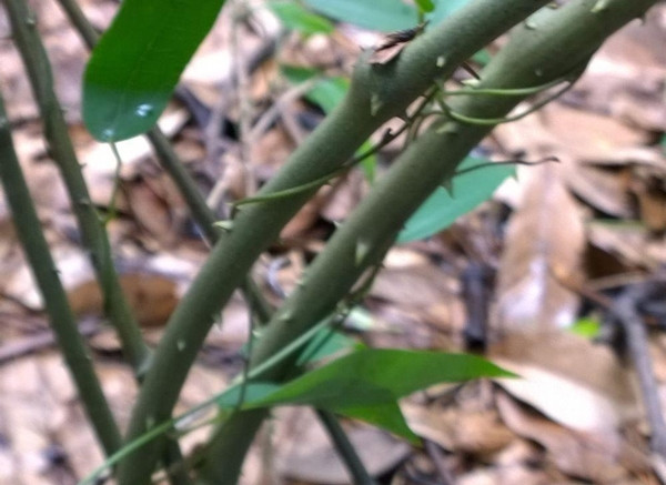 Thân cây củ nâu rất nguy hiểm với nhiều gai sắc nhọn và cứng. Thân cây củ nâu rất nguy hiểm với nhiều gai sắc nhọn và cứng.