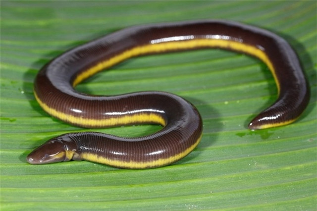 Top 10 loai dong vat quai di ‘troi ban’ cho Viet Nam-Hinh-3