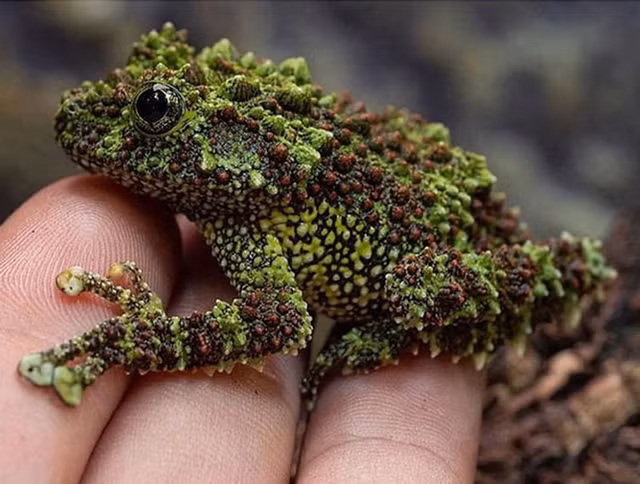 Top 10 loai dong vat quai di ‘troi ban’ cho Viet Nam-Hinh-9