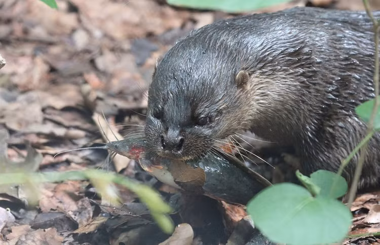 4 loai rai ca quy hiem duoc tim thay o Viet Nam-Hinh-5