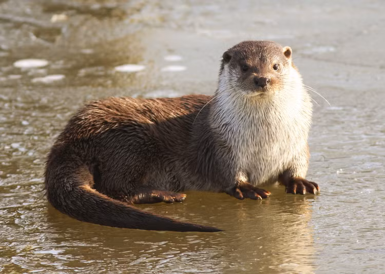 4 loai rai ca quy hiem duoc tim thay o Viet Nam