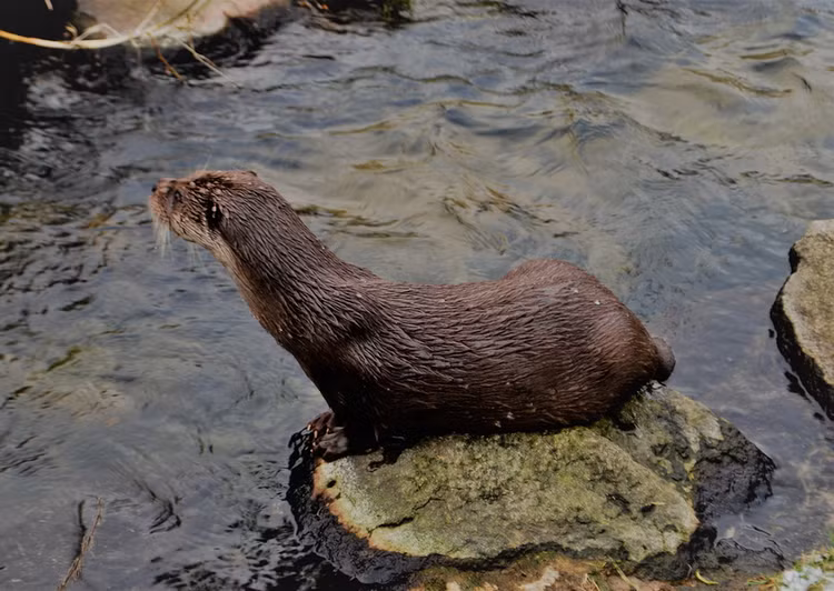 4 loai rai ca quy hiem duoc tim thay o Viet Nam-Hinh-2