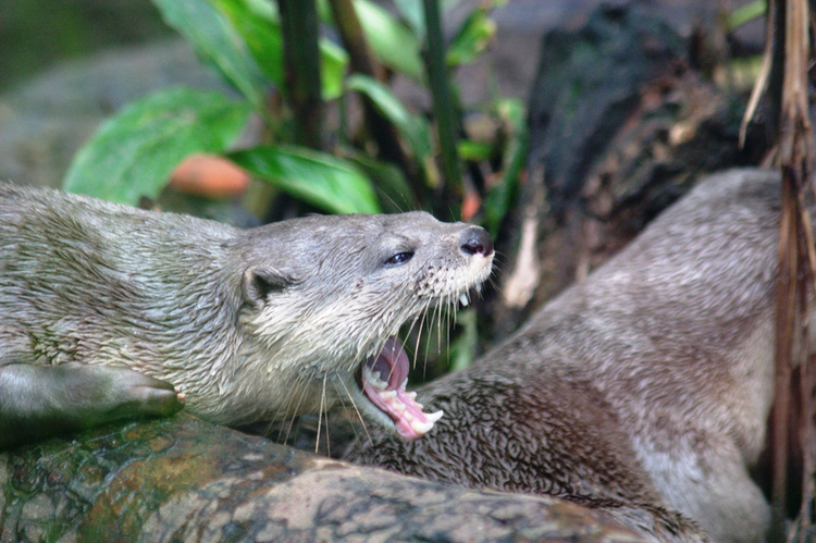 4 loai rai ca quy hiem duoc tim thay o Viet Nam-Hinh-8