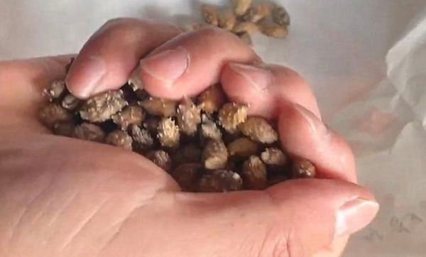 Quả ké đầu ngựa do bà nội hái về sắc thuốc cho cháu uống.