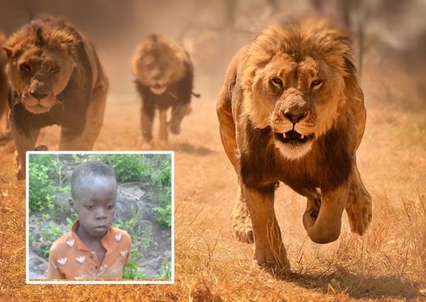 Sau 5 ngày lạc trong khu vực có đông đảo sư tử, cậu bé 8 tuổi vẫn sống sót an toàn một cách thần kỳ.