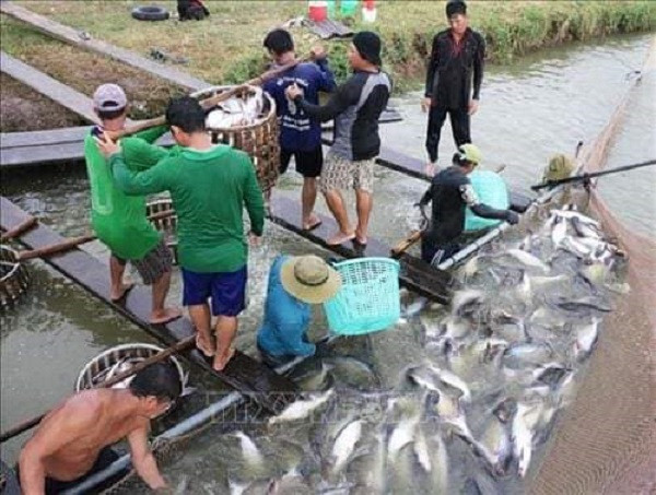 Thu hoạch cá tra tại ĐBSCL. Nguồn: IT Thu hoạch cá tra tại ĐBSCL. Nguồn: IT