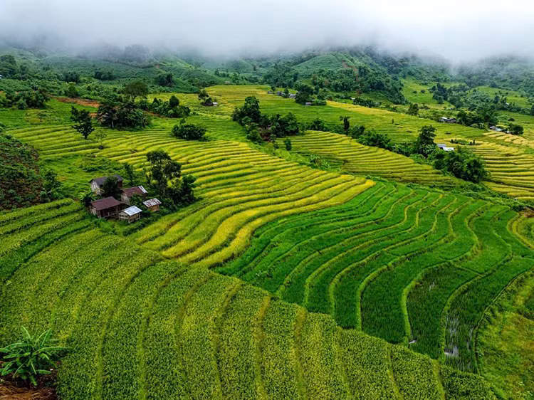 Những thửa ruộng bậc thang xanh mướt mắt tại Nam Trà My - Ảnh: Tran Duy