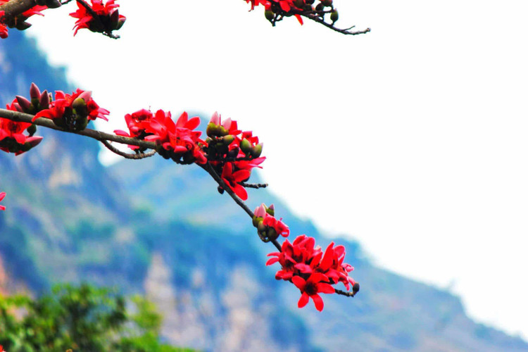 Sắc đỏ điểm tô cho không gian miền hoa đá thêm phần rực rỡ, lung linh - Ảnh Phạm Hưởng