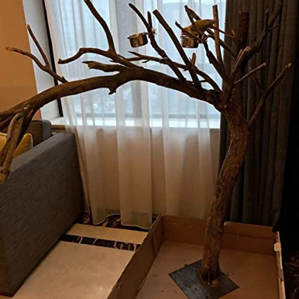 Cây chết khô ở trong phòng khách. Ảnh: Image