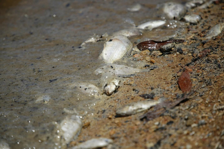 Cá chết bất thường trôi dạt vào bờ tại hồ thủy lợi Rào Đá. Ảnh CAND. Cá chết bất thường trôi dạt vào bờ tại hồ thủy lợi Rào Đá. Ảnh CAND.