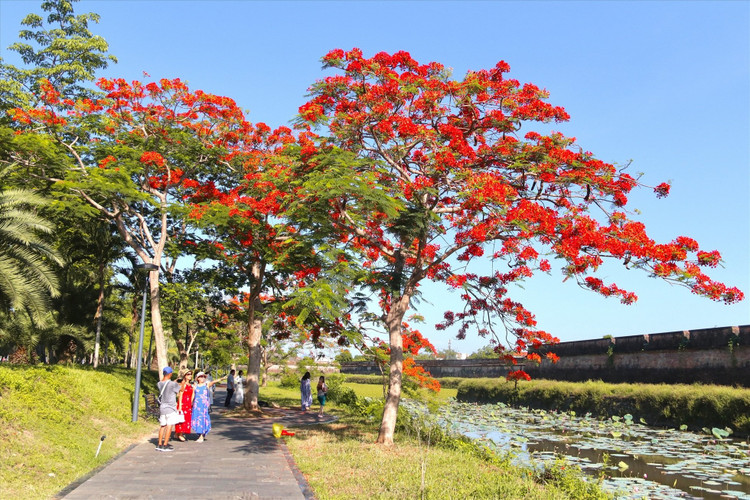 Du khách check-in với hoa phượng bên bờ thành Đại Nội.