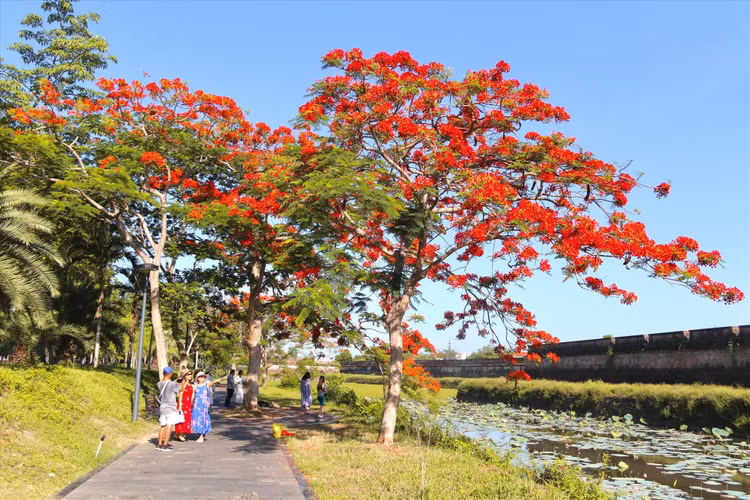 Du khách check-in với hoa phượng bên bờ thành Đại Nội.
