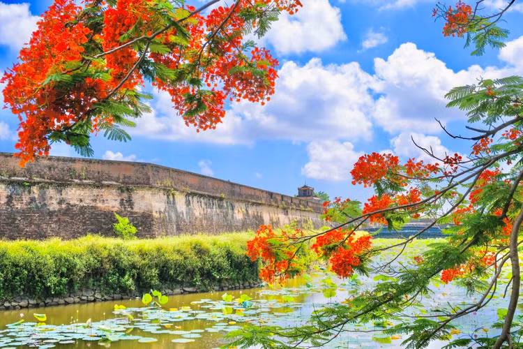 Những nhành phượng lung linh bên bờ Đại nội.