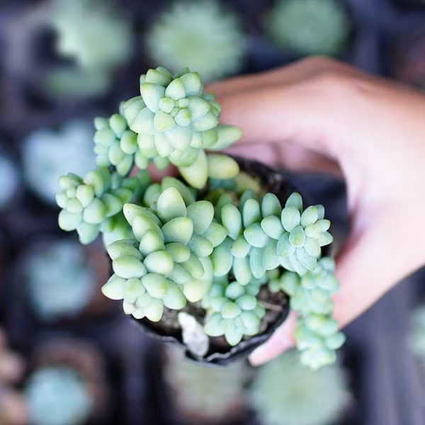 Cay canh chieu tai, nghe ten da thay vang ngoc day nha-Hinh-16