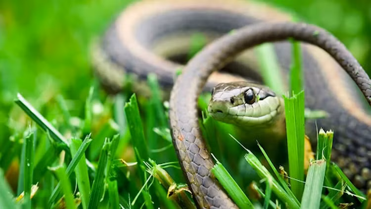 Dồn dập vận may trong tháng 11, 4 con giáp tiền nhiều như nước - Hình 11 Don dap van may trong thang 11, 4 con giap tien nhieu nhu nuoc-Hinh-11