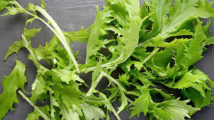 Các nhà khoa học đã phân tích cho thấy cải mizuna có lượng calo thấp và chứa nhiều vitamin, khoáng chất như vitamin A, C, K, chất xơ và chất chống oxy hóa, mang lại nhiều lợi ích cho sức khỏe. Ảnh minh họa