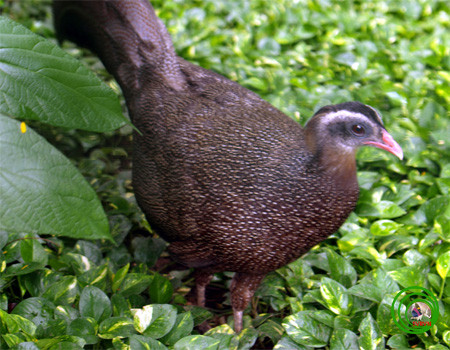 Ngam loai chim quy hiem bac nhat Viet Nam: Co trong Sach do chau A!-Hinh-5