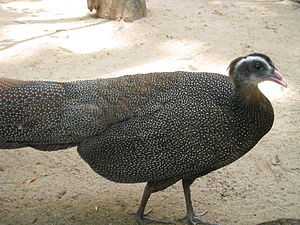 Ngam loai chim quy hiem bac nhat Viet Nam: Co trong Sach do chau A!-Hinh-8