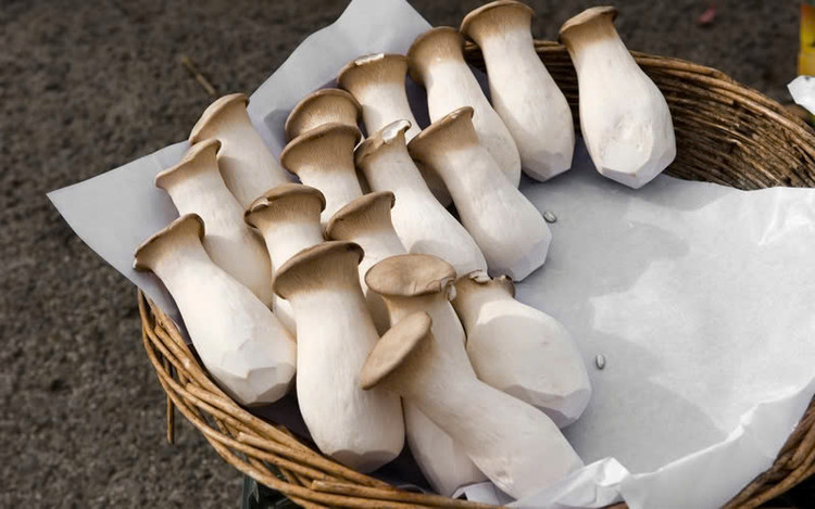 Nấm đùi gà rất bổ dưỡng và là nguồn cung cấp protein, carbohydrate, chất xơ, 18 loại axit amin (trong đó có 8 loại axit amin cần thiết cho cơ thể con người như lysine và valine) cùng nhiều vitamin (C, A, B2, B1, D, niacin) và khoáng chất (đặc biệt là K, Mg, Na và Ca). Đặc biệt nấm đùi gà ít calo, hàm lượng lipid thấp. Ảnh minh họa