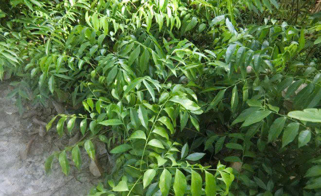 Lá mắc mật không chỉ là loại gia vị thơm ngon cho các món ăn, mà còn là loại thuốc quý trong đông y - Ảnh minh họa